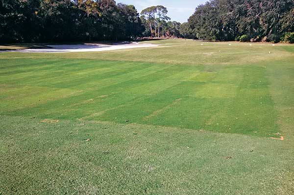 Entries were established in 100-square-foot plots, replicated three times where fairway traffic is evident and outside of landing zones. (Photo: David Gardener, Ph.D.)