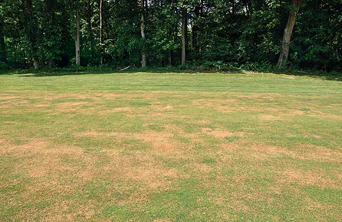 Annual bluegrass weevil damage (Photo: Ben McGraw)