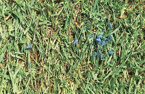 Color-marked annual bluegrass weevil aduts (Photo: Albrecht Koppenhofer)