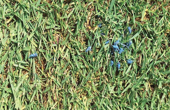 Color-marked annual bluegrass weevil aduts (Photo: Albrecht Koppenhofer)