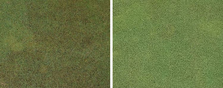 Photo: Left: Untreated control. Right: 2.9 fl. oz. / 1,000 sq. ft. (14-Day Interval) Initial application on June 1, 2018. Photos taken on July 18, 2018. Photos: PBI/Gordon