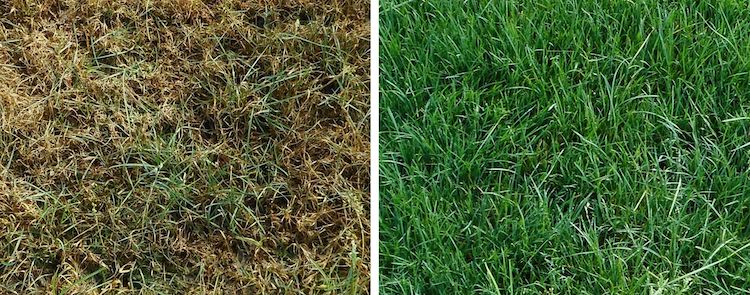 Photo: Left: Untreated control. Right: 2.9 fl. oz. / 1,000 sq. ft. Single application on July 23, 2018 Trial inoculated on July 28, 2018. Photos taken on Aug. 8, 2018. Photos: PBI/Gordon