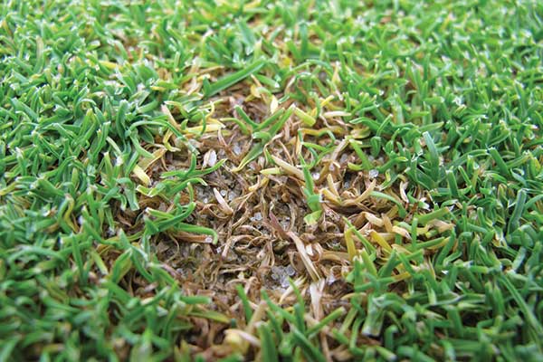 <strong>Photo 4</strong> Researchers at Rutgers University have developed best management practices for anthracnose. In this photo, leaves have turned yellow to brown and are sprinkled with black spore-bearing structures. (Photo: James Hempfling)