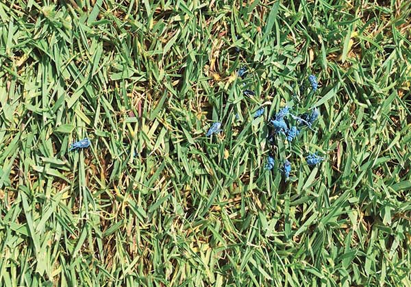 <strong>Photo 5</strong> Color-marked annual bluegrass weevil (ABW) adults released into a fairway-height creeping bentgrass plot. (Photo: Albrecht Koppenhofer)