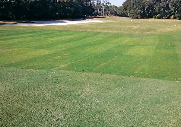 <strong>Photo 6</strong> Entries were established in 100-square-foot plots, replicated three times where fairway traffic is evident and outside of landing zones. (Photo: David Gardner, Ph.D.)