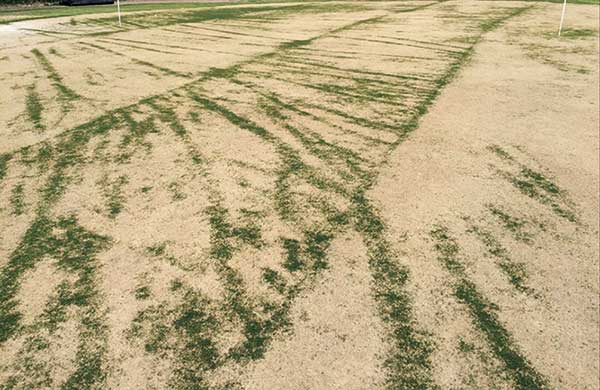 Winterkill of ultradwarf bermudagrass (Photo: Mike Richardson, Ph.D.)