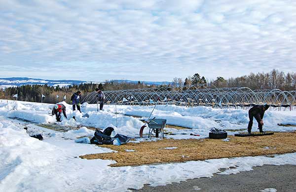 Turfgrass researchers at the Norwegian Institute for Bioeconomy Research evaluate the impact of ice encasement and two protective covers on the winter survival of six cool-season turfgrasses used on golf greens. (Photo: Wendy M. Waalen, Ph.D.)