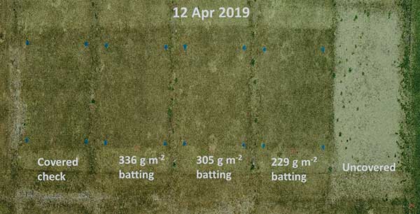 Effect of protective covers and batting material weight on spring greenup of TifEagle bermudagrass. Batting weights were 0.75, 1.0 and 1.1 ounces per square foot. (Photo: Eric DeBoer)