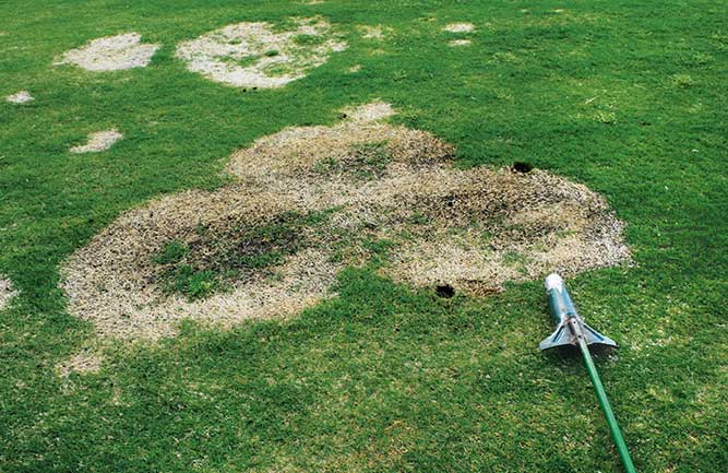 While spring dead spot symptoms show up after green-up, key control happens in the fall. (Photo: Nathan Walker)