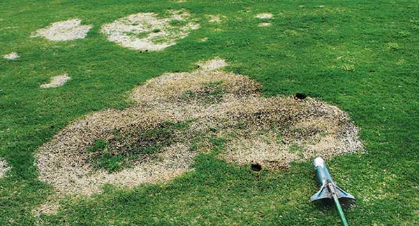 While spring dead spot symptoms show up after green-up, key control happens in the fall. (Photo: PBI-Gordon Corp.)