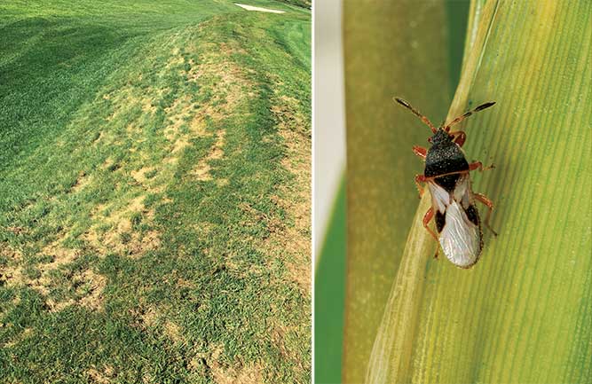 Left: Chinch bug damage on a south-facing slope at a Pittsburgh-area golf course. Right: A closer look at the Blissus insularis, the southern chinch bug. (Photos by: Mike Agnew, PH.D., Syngenta (left); Lyle Buss (right))