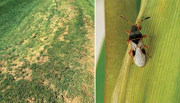 Left: Chinch bug damage on a south-facing slope at a Pittsburgh-area golf course. Right: A closer look at the Blissus insularis, the southern chinch bug. (Photos by: Mike Agnew, PH.D., Syngenta (left); Lyle Buss (right))