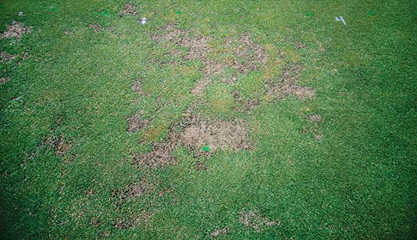 Damage caused by ground pearls on a bermudagrass putting green. Symptoms often include initial thinning and texture changes, followed by loss of turf in the forms of straw or bare soil. (Photo: David M. Kopec)