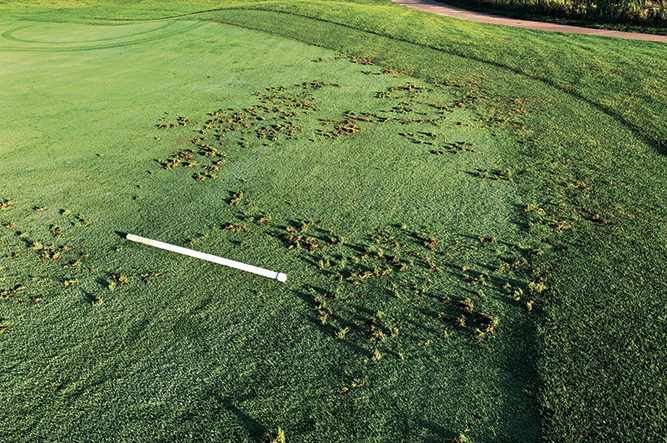 Wildlife pursuing grubs can cause damage to turf. (Photo courtesy of Doug Hausman)