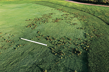 Wildlife pursuing grubs can cause damage to turf. (Photo courtesy of Doug Hausman)