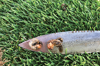 White grubs on turf at Dakota Dunes CC (Photo courtesy of Doug Hausman)