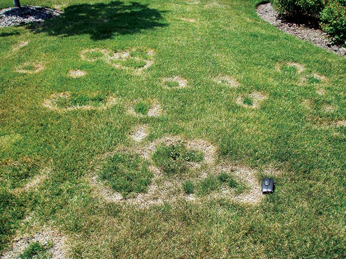 Necrotic ring spot often appears in Kentucky bluegrass where the organic layer under the soil has built up. (Photo: photo by: Paul Koch, Ph. D.)