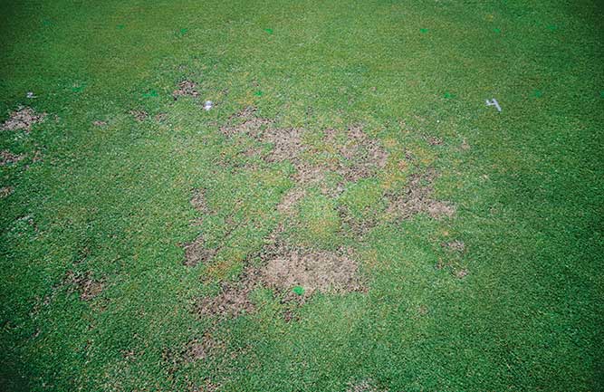 Damage caused by ground pearls on a bermudagrass putting green. Symptoms often include initial thinning and texture changes, followed by loss of turf in the forms of straw or bare soil. (Photo: David M. Kopec)