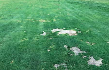 Severe damage on a golf course fairway caused by extremely high levels of lance nematodes during August 2019. (Photo: Nathaniel Mitkowski)