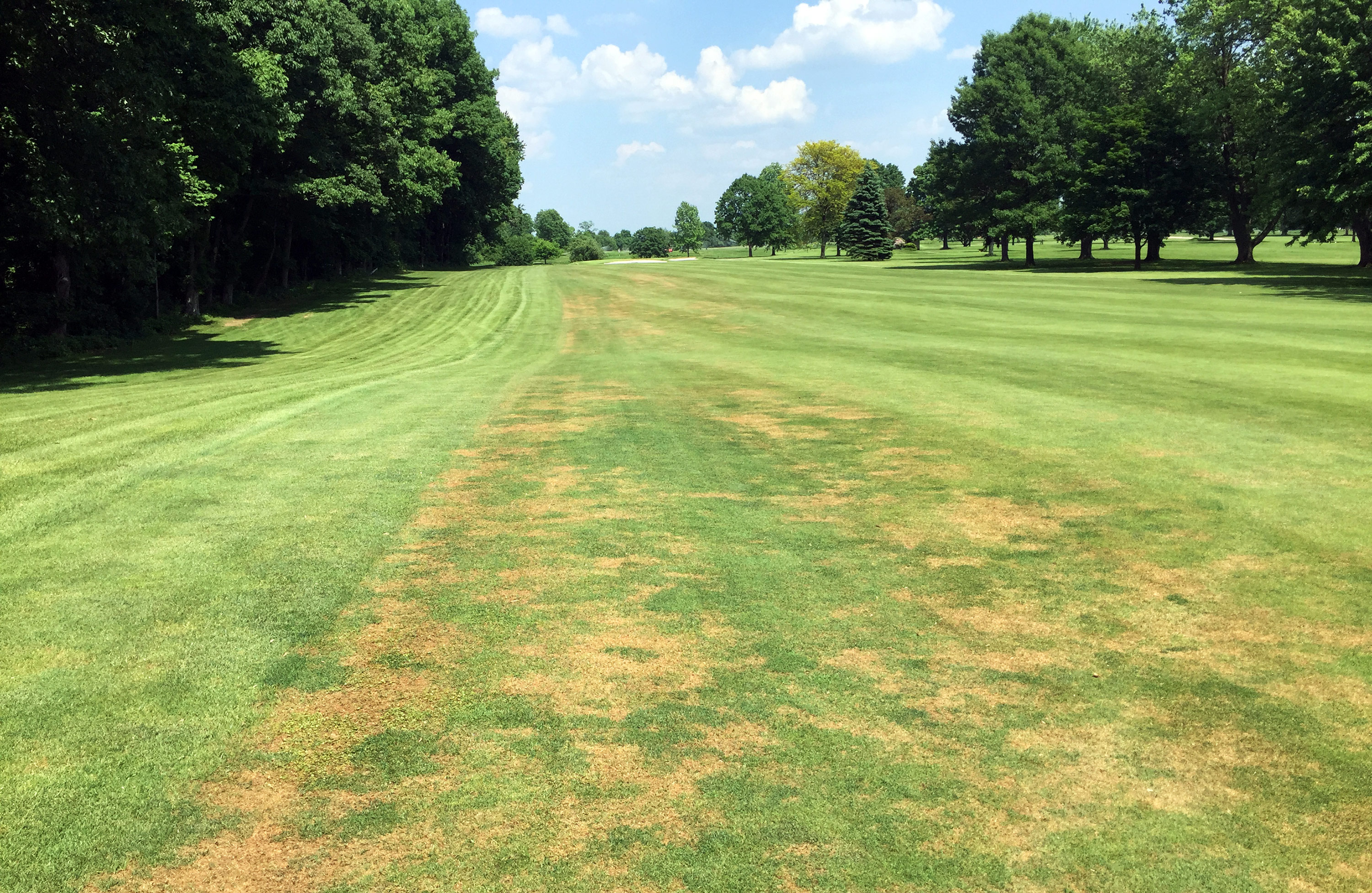 ABW damage at Apollo, Penn. (Photo: Ben McGraw, Ph.D.)