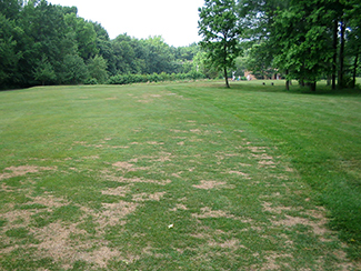 ABW damage at Pine Brook GC in Manalapan, NJ. (Photo: Ben McGraw, Ph.D.)