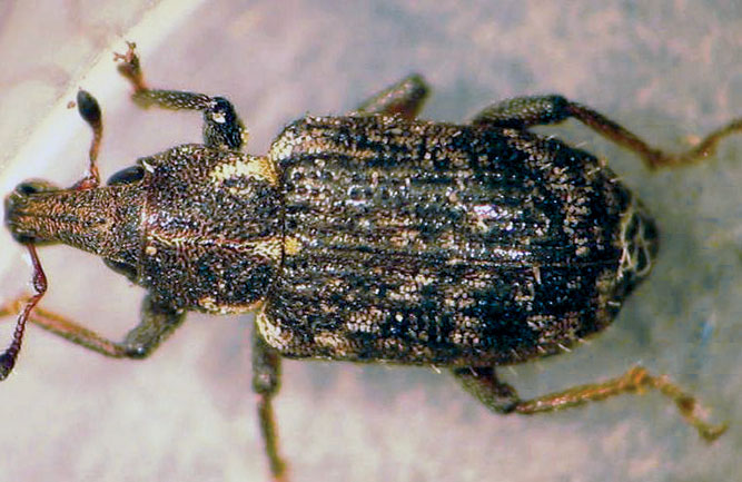 Adult annual bluegrass weevil (Photo: Ben McGraw)