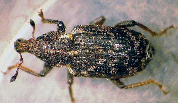 Adult annual bluegrass weevil (Photo: Ben McGraw)