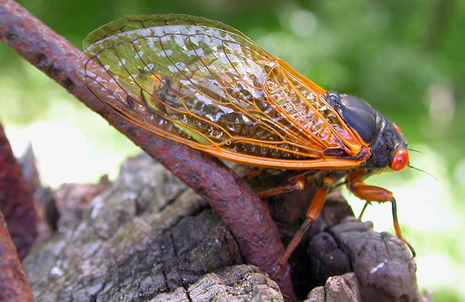 Cicada (Photo: 2manydogs / iStock / Getty Images / Getty Images Plus)