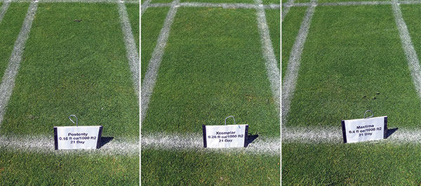 Recently released Posterity, Xzemplar and Maxtima provided effective dollar spot control. (Photo: Paul Koch, Ph.D.)