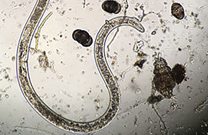 Adult female sting nematode (Photo: Bruce Martin)