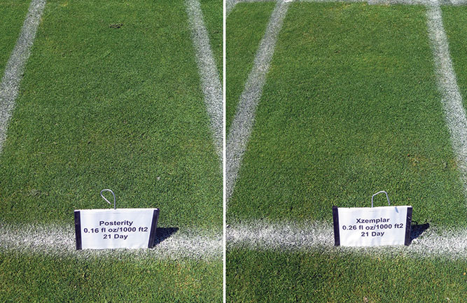 Recently released Posterity, Xzemplar and Maxtima provided effective dollar spot control. (Photo: Paul Koch, Ph.D.)