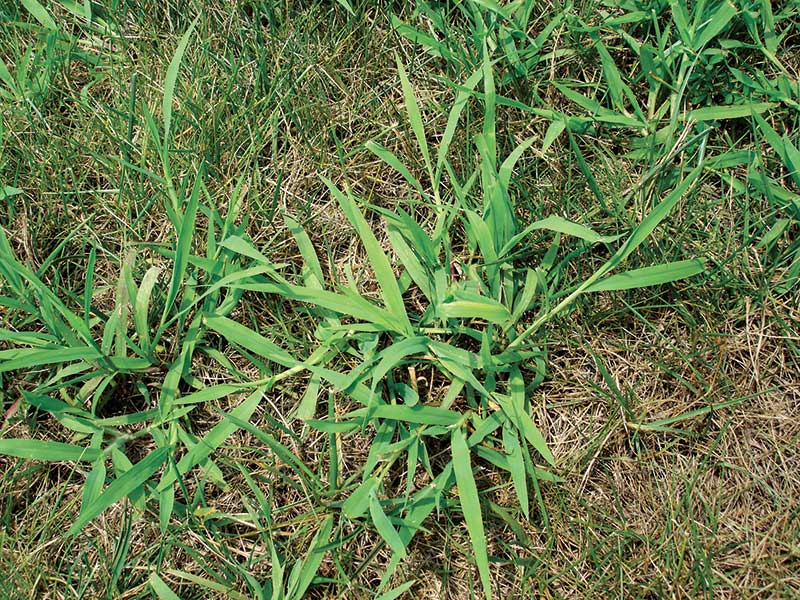 Crabgrass germinates when mean soil temperatures are at about 55 degrees F. (Photo by: Fred Yelverton)