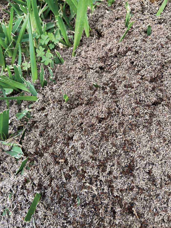 Unlike many other ant species, fire ants can be identified by the mounds they build. (Photo by: Control Solutions Inc.)