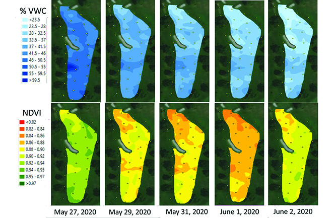 Kriged maps of volumetric water content (VWC) and normalized difference vegetation index (NDVI) on SMS treated fairway No. 5 throughout a dry down event from May 27 to June 2, 2020, at Edina Country Club in Minnesota. (Photo by Chase Straw, Ph.D., Texas A&M University).