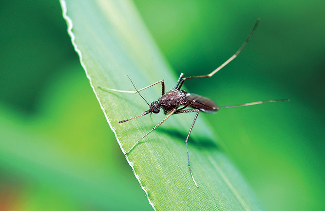 Mosquito (Photo: pernsanitfoto / istock–Getty images plus / getty images)