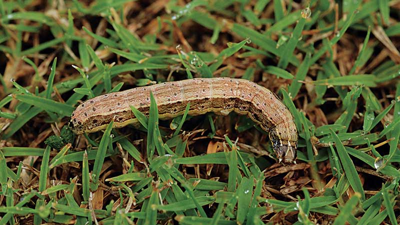 Superintendents can identify the turf-loving fall armyworm by the upside-down Y on its head. Most common in the Southeast, the pest can ravage golf courses without mitigation. (Photo by: Lyle Buss, University of Florida)