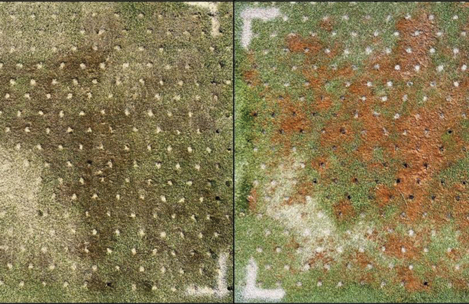 Plot treated with drench application of SDS and hollow tine aerification one day after treatment (left) and three days after (right). (Photo courtesy of Zane Raudenbush)