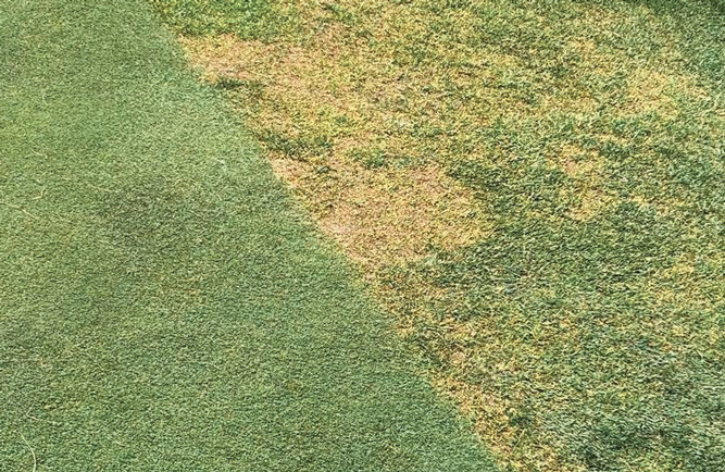 Annual bluegrass weevil damage on the collar of a green. (Photo courtesy of Control solutions)