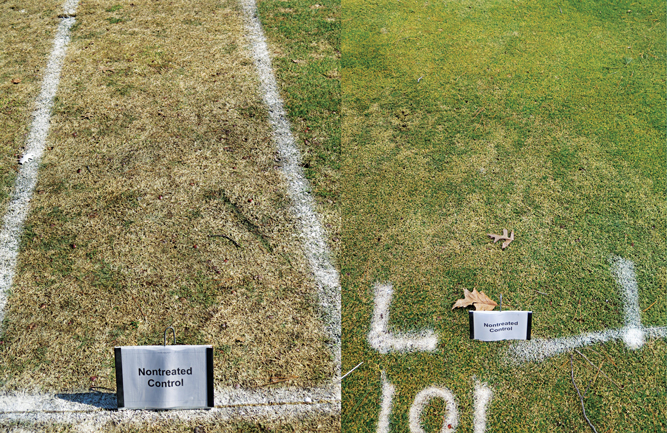 What a difference a year makes in Wausau, Wis. Nearly 100 percent disease on the nontreated control in 2020 (left) and nothing in 2021 (right). (Photo courtesy of Paul Koch, Ph.D.)