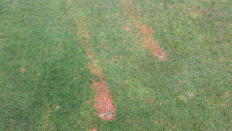 Streaks of pink snow mold show traffic as the likely source of its spread on this golf course in British Columbia. (Photo courtesy of Paul Koch)