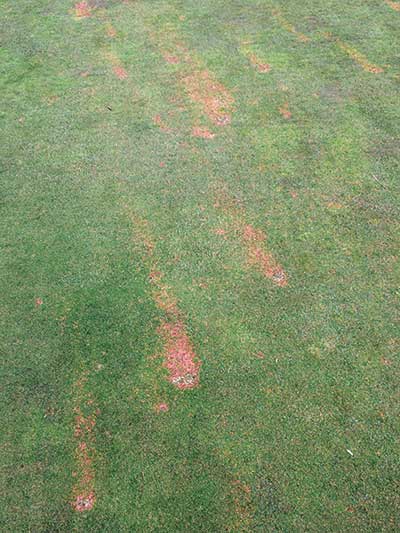 Streaks of pink snow mold show traffic as the likely source of its spread on this golf course in British Columbia. (Photo courtesy of Paul Koch)