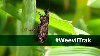 Annual bluegrass weevil (Photo: Syngenta)