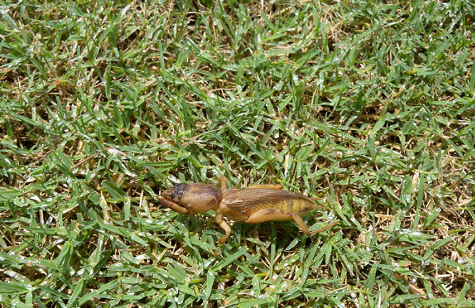 Syngenta offers control of adult mole crickets with Provaunt WDG insecticide as part of their GreenTrust 365 mole cricket assurance program. (Photo courtesy of Syngenta)