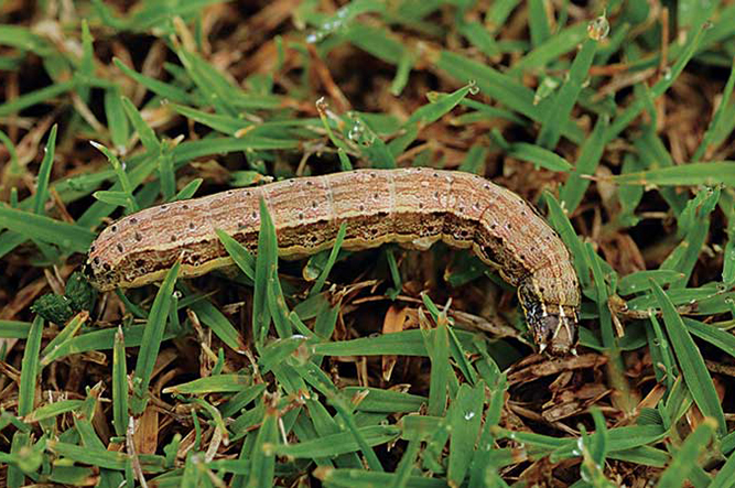 Superintendents can identify the turf-loving fall armyworm by the upside-down Y on its head. Most common in the Southeast, the pest can ravage golf courses without mitigation. (Photo by: Lyle Buss, University of Florida)