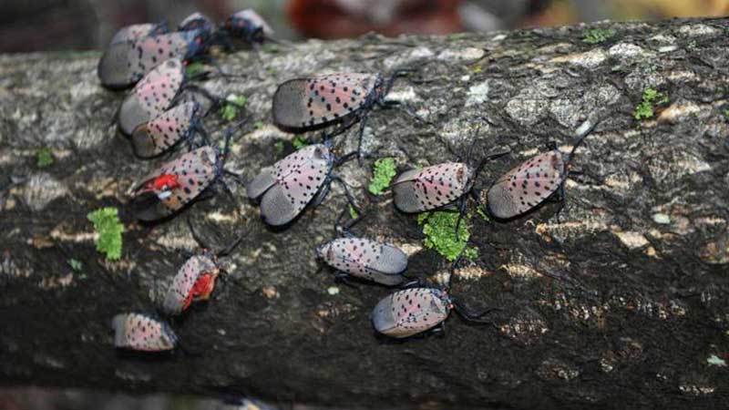 Spotted lanternfly. (Photo: Lawrence Barringer, Pennsylvania Department of Agriculture, Bugwood.org)