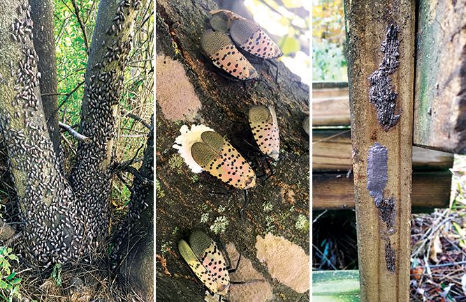 The best way to stop the spotted lanternfly’s spread is to scout for egg masses, which resemble mud splatters (right). Females can lay eggs on almost any surface (center). Expect higher populations around tree of heaven (left). (photos by: Emelie Swackhamer, Penn State Extension)