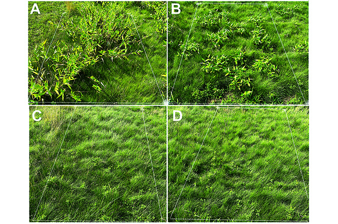 Researchers at Rutgers University evaluate herbicide treatment timing in combination with nonmowed and infrequent mowing of fine fescue golf course rough. A) Nonmowed and no herbicide, B) Mowed June 9 and July 7, 2021, C) Prograss and D) Proxy plus Primo Max. (Photo: Mike Kenna, Ph.D.)