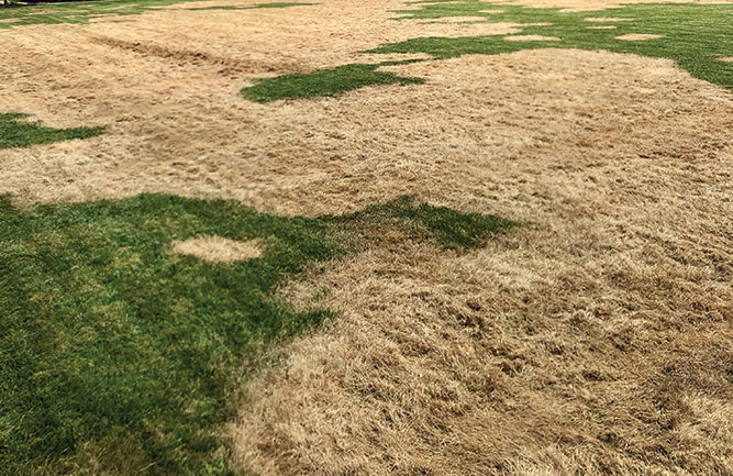 Fall armyworm damage near Mount Vernon, Ohio. (Photo: Karl Danneberger, Ph.D.)