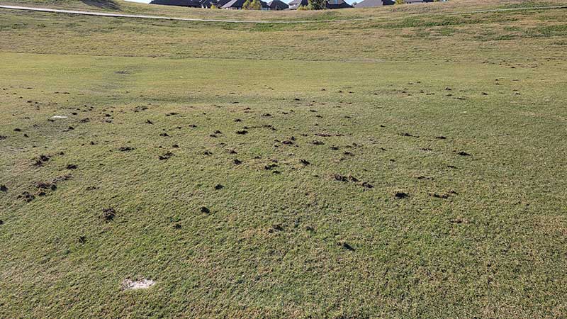 Jim Moore says a lesson he learned the hard way is to take the time to properly diagnose a turf issue instead of treating symptoms. (Photo: Jim Moore)