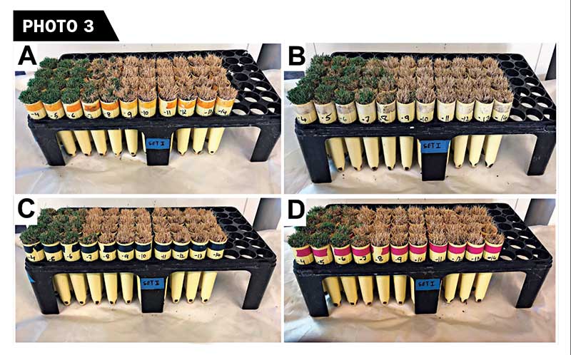 The temperature was then increased to 75/68 degrees F for a week and afterward to 90/82 degrees F to encourage recovery. The regrowth based on shoot emergence was visually evaluated after five weeks using binary values (1 = alive, 0 = dead). A = Tahoma 31, B = OKC 1406, C = Tifway and D = OKC 1873. (Photo: Lakshmy Gopinath, Ph.D.)